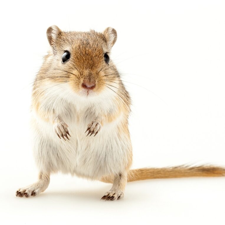 Gerbil