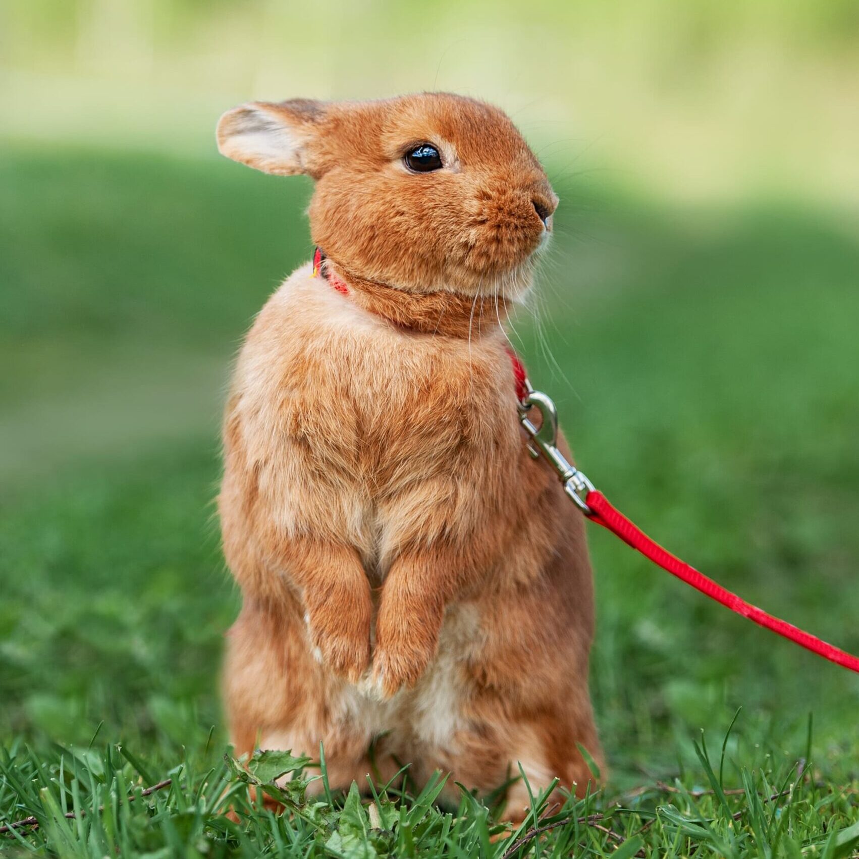 Go for a walk with your Rabbit