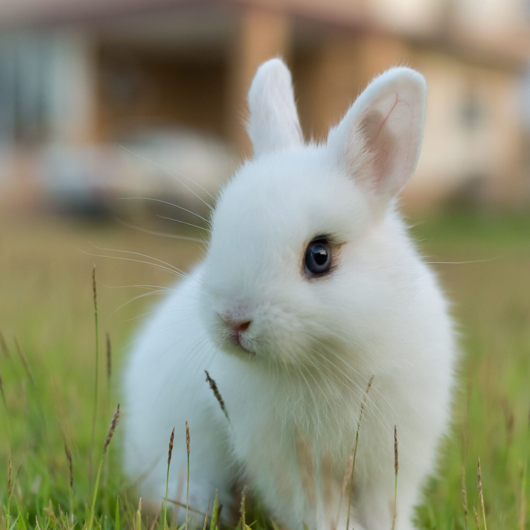 Dwarf rabbit nature´s touch